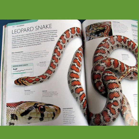 Book - Snake: The Essential Visual Guide by Chris Mattison - Picture 7 of 16
